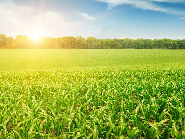 农作物保；；；；；